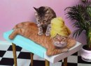 画像: Ｍｉｚｋｏ、納得が行かない夜